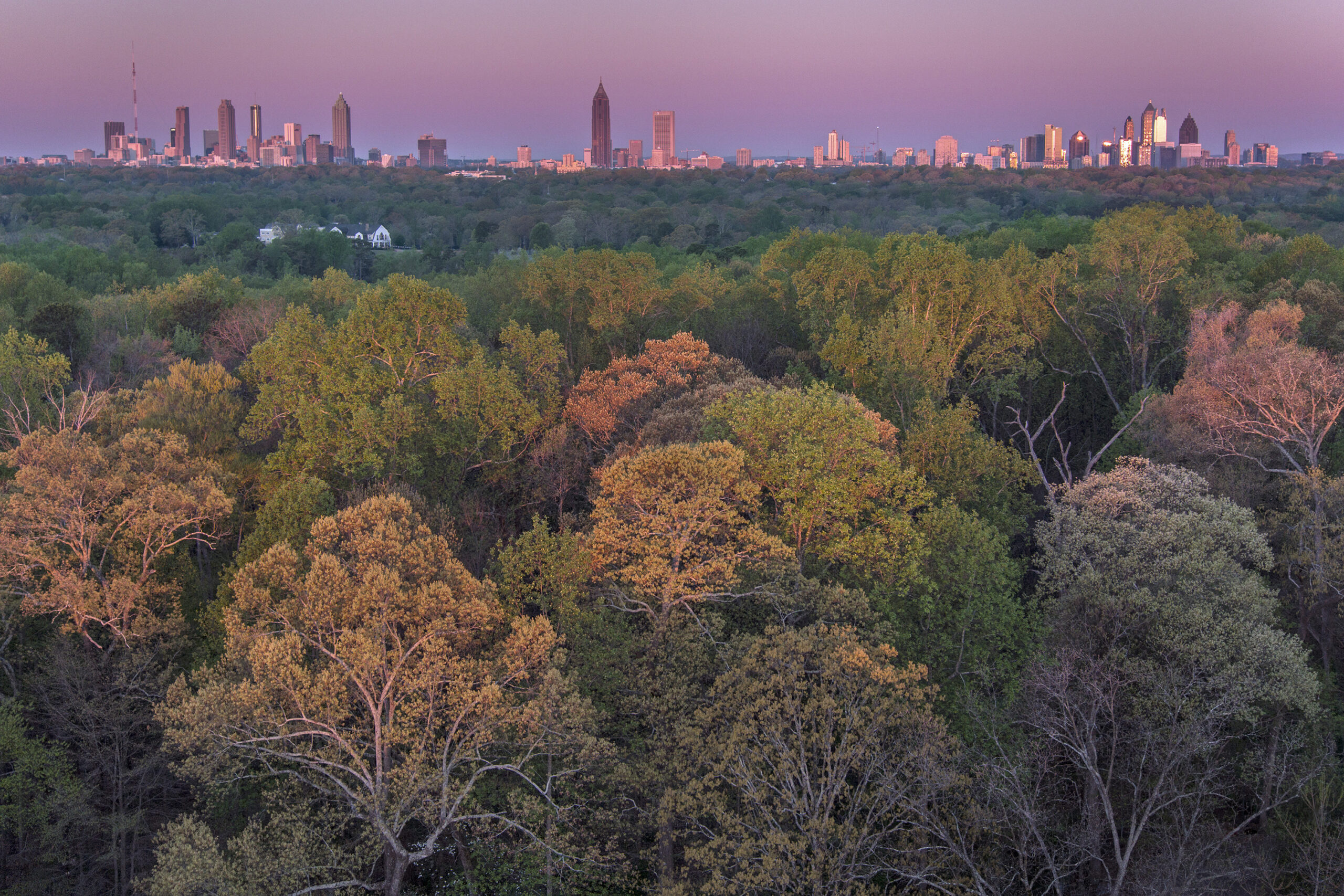 Atlanta Tree Coverage 2